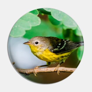 Yellow Warbler, Bird Photography Pin