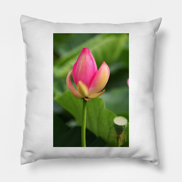 Lotus bud Pillow by thadz