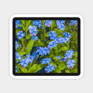 Forget-me-not, blue, tender flowers Magnet