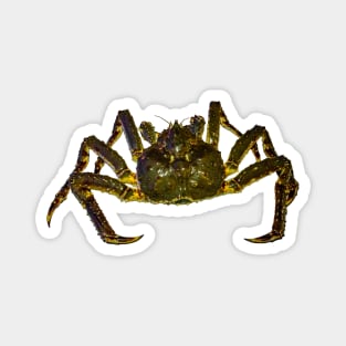 King Crab Magnet