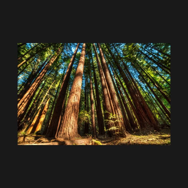 Armstrong National Park Redwoods Filtered Sun by WayneOxfordPh