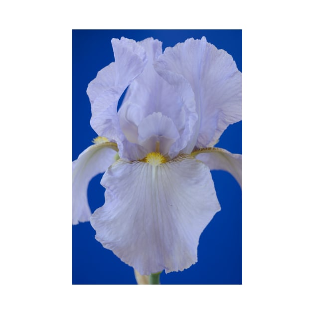 Bearded iris by chrisburrows