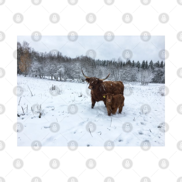 Scottish Highland Cattle Cow and Calf 1585 by SaarelaHighland