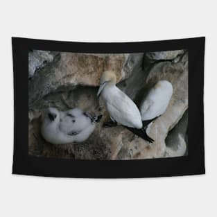 Solan geese Tapestry