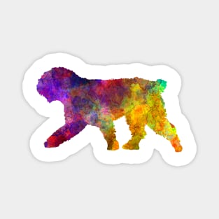 Spanish Water Dog in watercolor Magnet