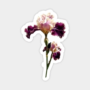 Maroon and Pink Irises Magnet