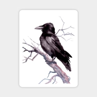 American Crow Magnet