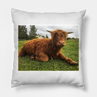 Scottish Highland Cattle Calf 2061 Pillow