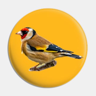 Very Smart Goldfinch Pin