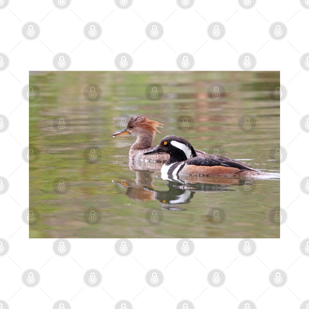 Welcome to the Hood - Hooded Mergansers by Jim Cumming