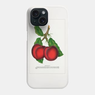 Abundance Plum Lithograph (1900) Phone Case