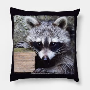 Raccoon Pillow