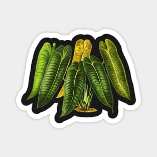 Anthurium Veitchii botanical illustration Magnet