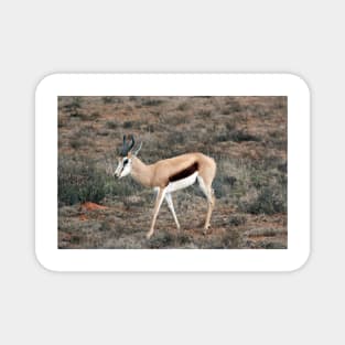 Springbok in South Africa Magnet