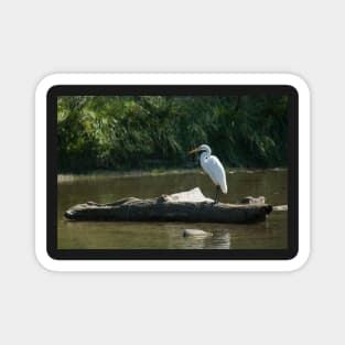 Great White Egret Magnet