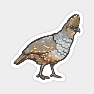 Scaled Quail Magnet