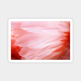 Flamingo Feathers Magnet