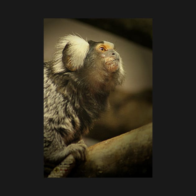Common Marmoset by Ladymoose