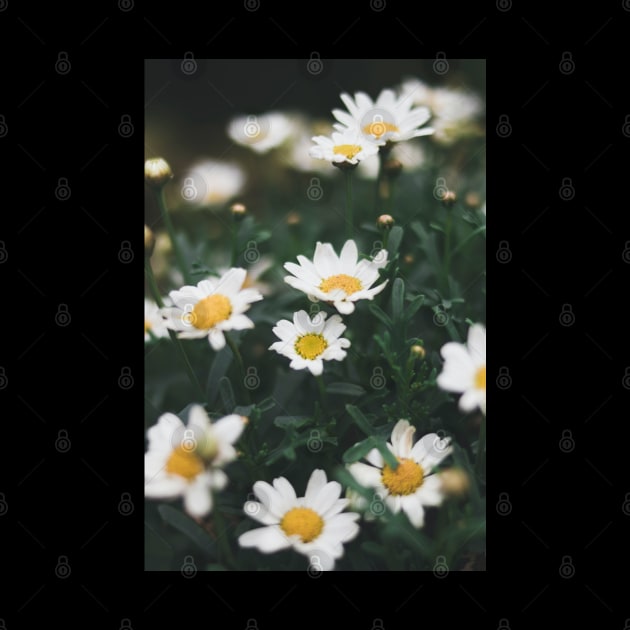 white flowers plant by NaniMc