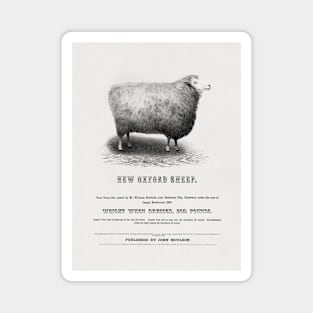 New Oxford Sheep (1853) by John Moulson Magnet