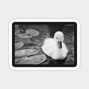 "Baby Swan" - Black & White Magnet