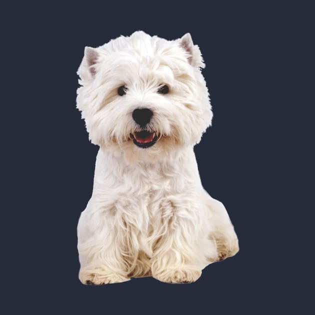 West Highland White Terrier by ScienceSource