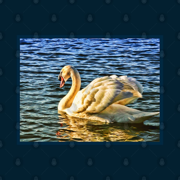 Swan wading on water in sunshine by Blue Butterfly Designs 