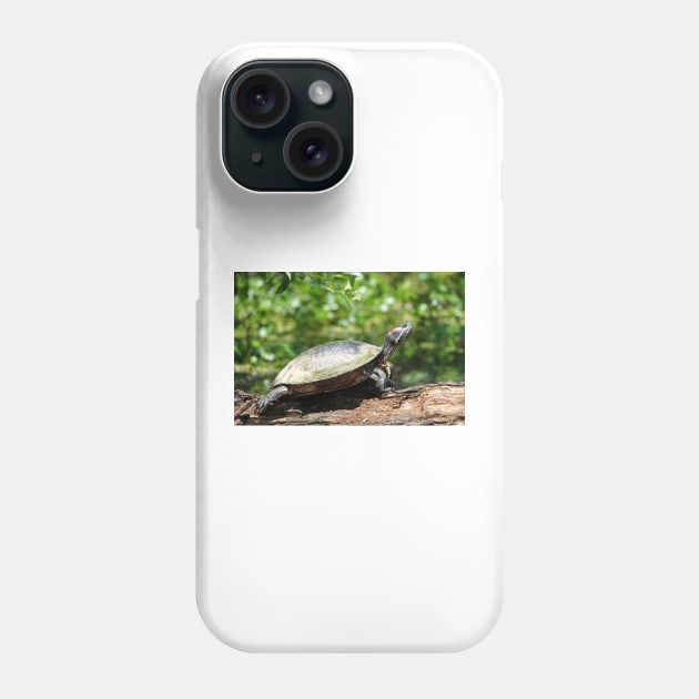 Red-eared slider (Trachemys scripta elegans) Phone Case by SDym Photography