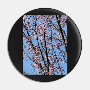 Japanese cherry blossom flowers Pin