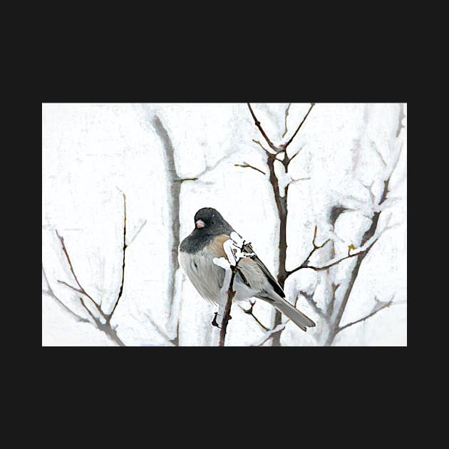 Junco Fluffed Feathers For Warmth by Debra Martz by Debra Martz