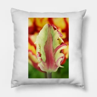 Tulipa &#39;Flaming Parrot&#39; Parrot Group Tulip Pillow
