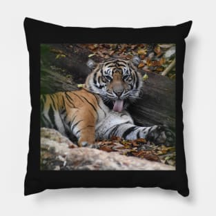 Sumatran Tiger Pillow