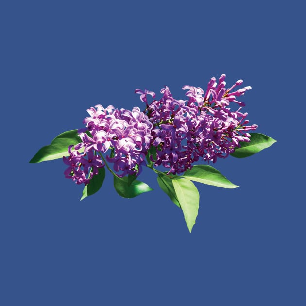 Lilacs - Lilacs in Sunshine by SusanSavad