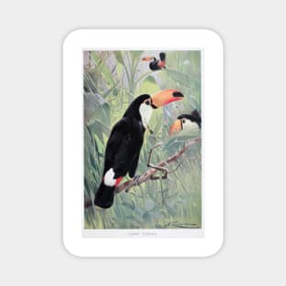 Giant Toucan Magnet