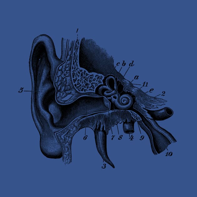 Inner Ear Anatomy Diagram by Vintage Anatomy Prints