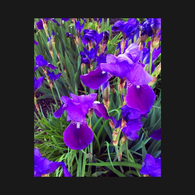 Purple Iris by fparisi753