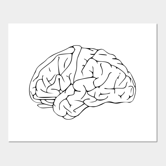 Parts Of The Human Brain - Simple Brain Draw - Parts Of The Human Brain - Posters and Art Prints | TeePublic Parts Of The Human Brain - Simple Brain Draw - Parts Of The Human Brain - Posters and Art Prints | TeePublic