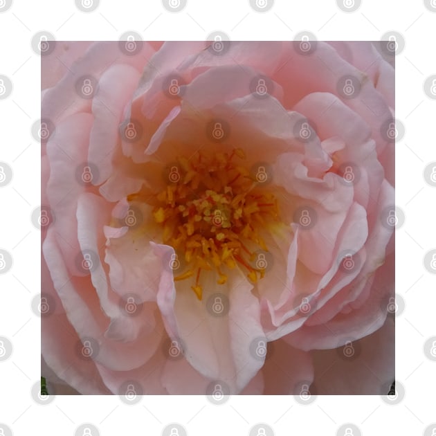 Gold Heart Rose by Julie Vaux