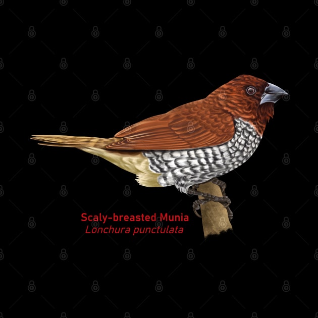 Scaly-breasted Munia | Lonchura punctulata by bona 