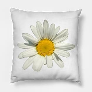 Oxeye Daisy II Pillow