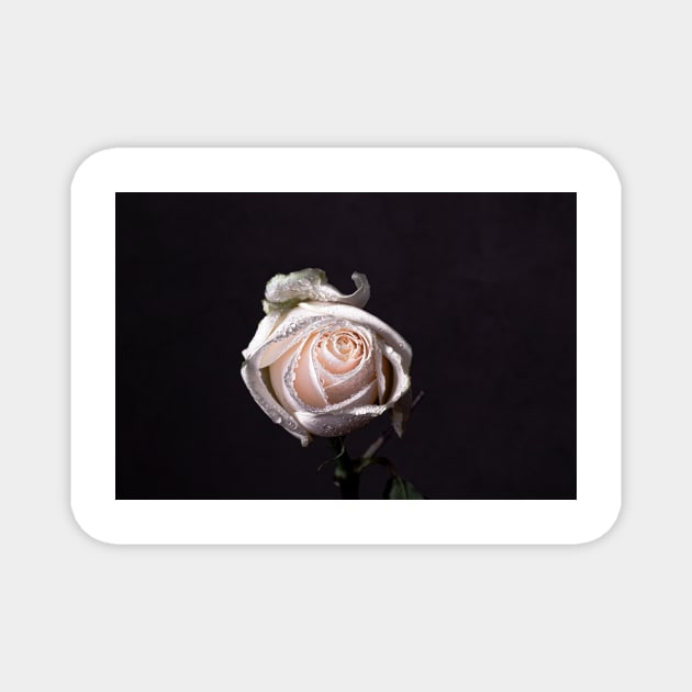 White rose on black background Magnet by blossomcophoto