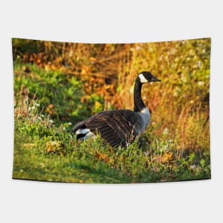 Canada Goose Walking Down A Hill Tapestry