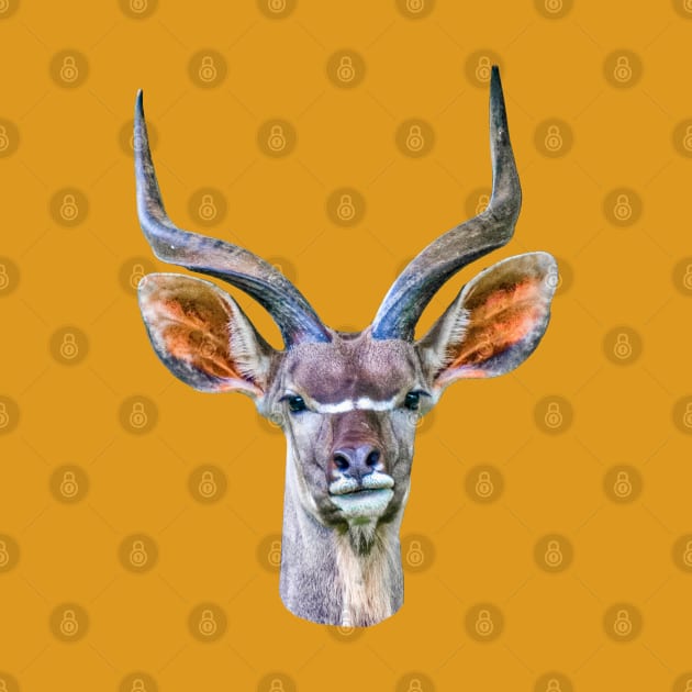 Kudu antelope by dalyndigaital2@gmail.com