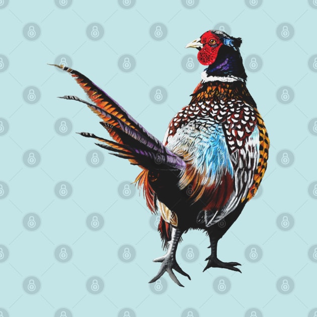 Ardler the Pheasant on blue background by IslesArt