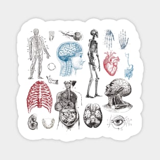 Anatomy Illustrations Vintage Pattern Magnet