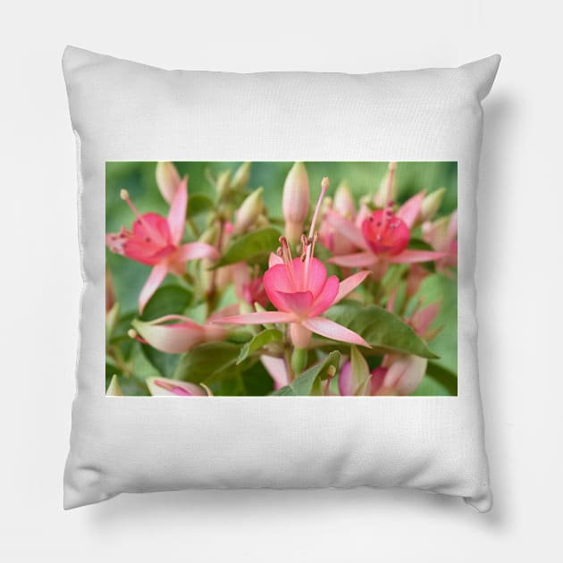 Fuchsia 'Princess Charlotte' Pillow by chrisburrows