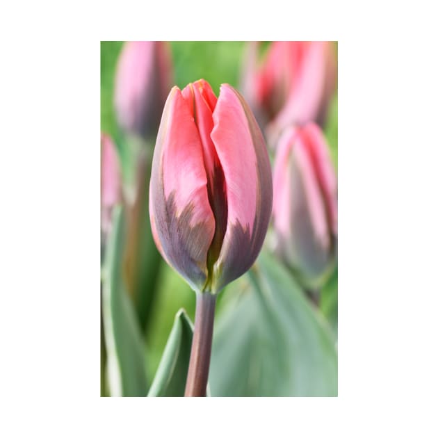 Tulipa &#39;Pretty Princess&#39; Triumph Group Tulip by chrisburrows