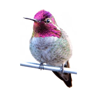 Anna's Hummingbird Photo T-Shirt