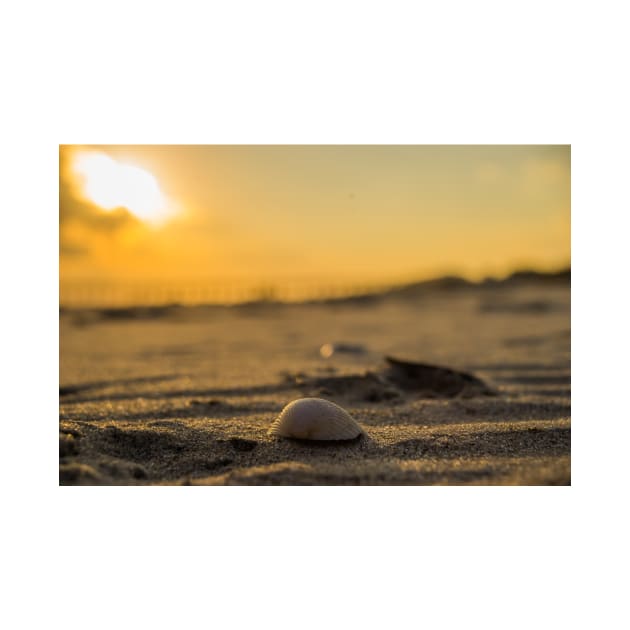 Sand shells by KensLensDesigns