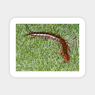 Hawaiian centipede Magnet